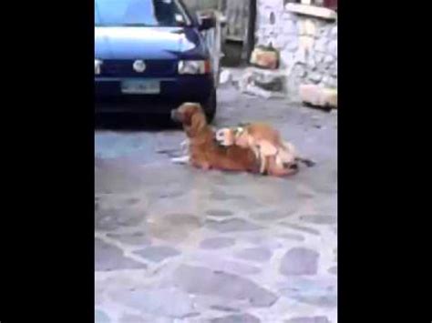 video sesso con animale